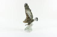 Porzellan-Figur ''Greifvogel''