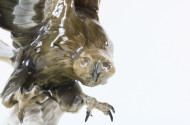 Porzellan-Figur ''Greifvogel''