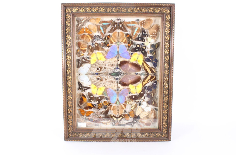 Großer Schaukasten mit präparierten Insekten