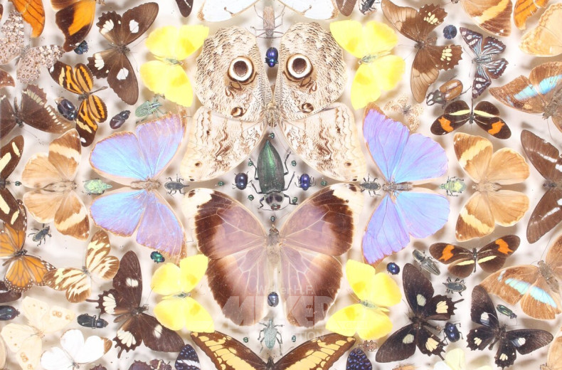 Großer Schaukasten mit präparierten Insekten