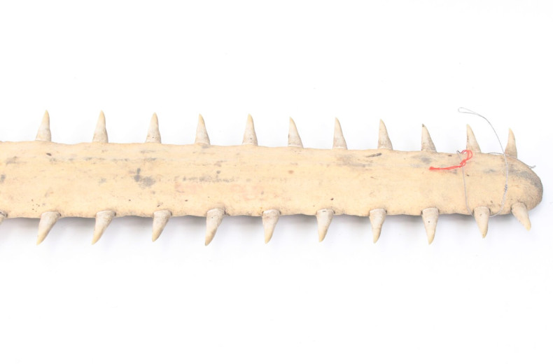 Zahn eines Sägefisches