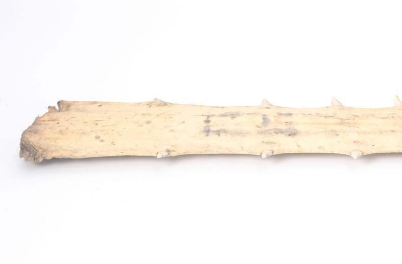 Zahn eines Sägefisches