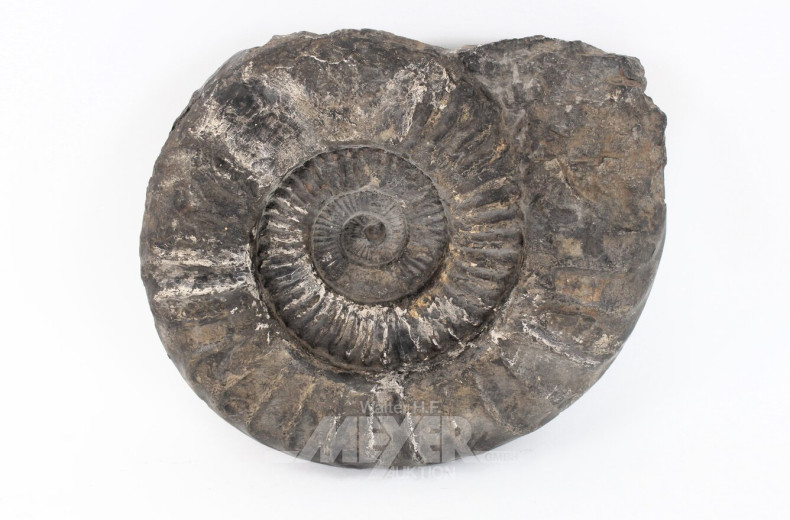 Fossilienfund "Ammonit"
