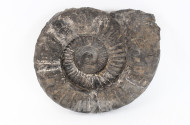 Fossilienfund "Ammonit"