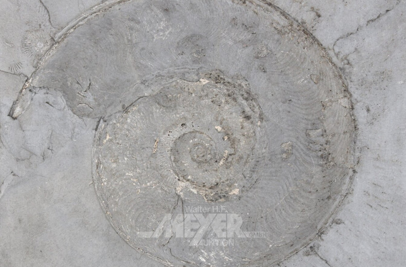 Wandplakette mit Fossilienabdruck "Ammonit"