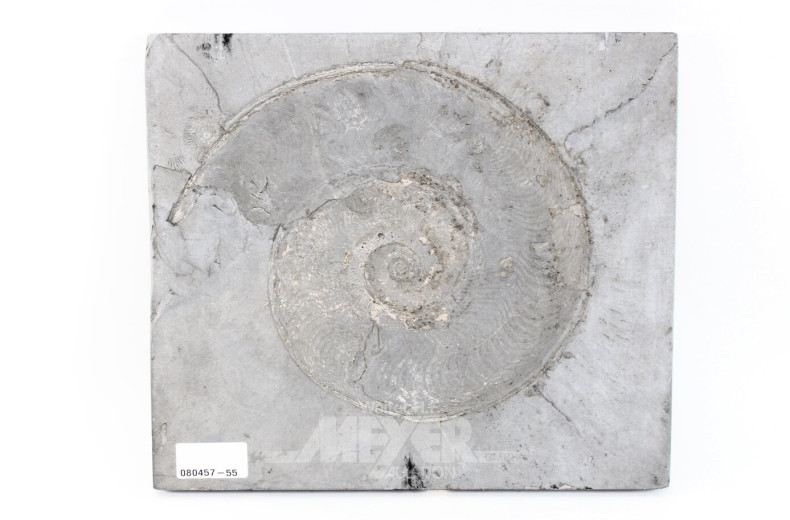 Wandplakette mit Fossilienabdruck "Ammonit"