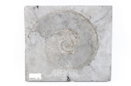 Wandplakette mit Fossilienabdruck "Ammonit"