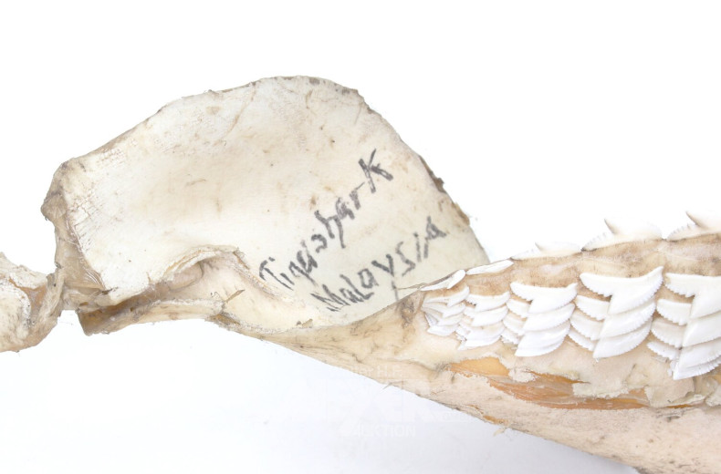 Gebiss eines Tigerhaies, Malaysia 1971