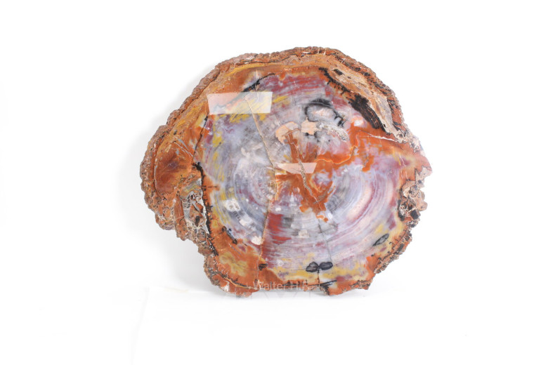 Platte versteinertes fossiles Holz/Querschnitt