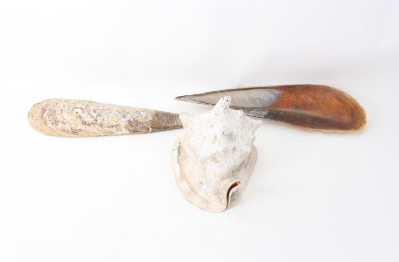 Posten versch. Muscheln und Strandgut