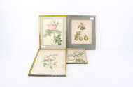 4 Druckgrafiken mit botanischen Motiven