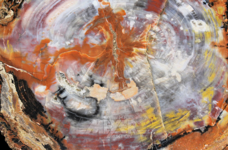 Platte versteinertes fossiles Holz/Querschnitt