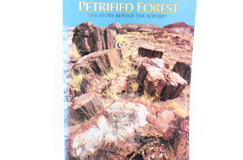 Platte versteinertes fossiles Holz/Querschnitt