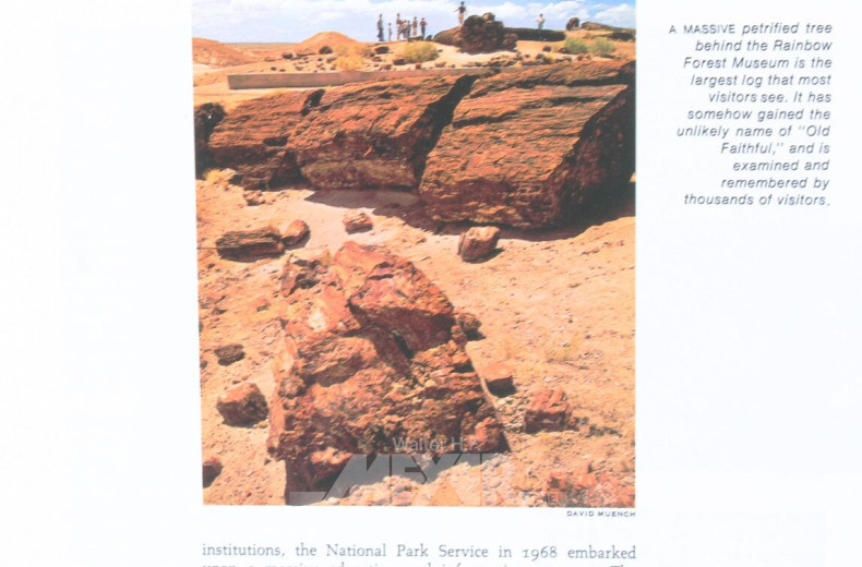 Platte versteinertes fossiles Holz/Querschnitt