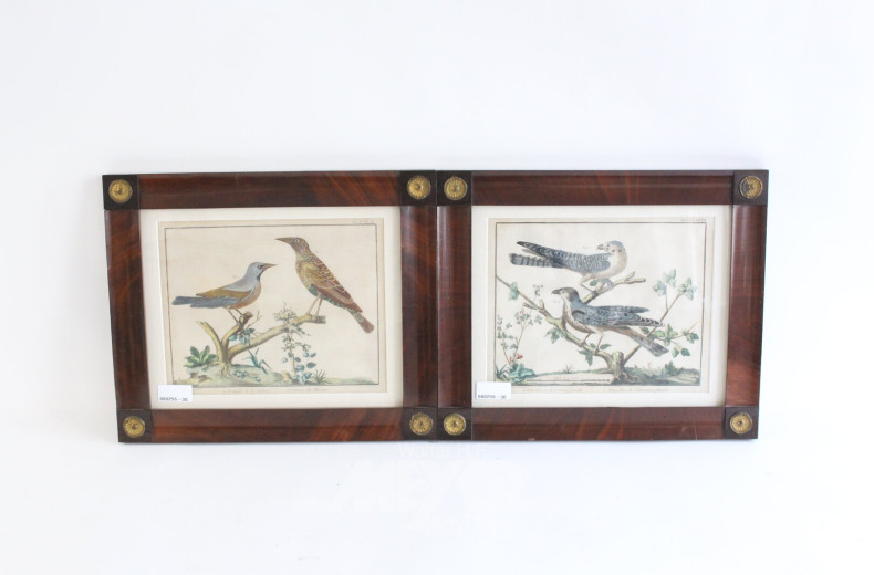 Paar handkolorierte Kupferstiche 'Exotische Vögel', jew. im Biedermeierrahmen