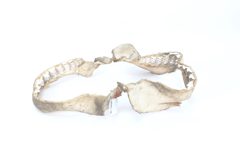 Gebiss eines Tigerhais, Malaysia 1971