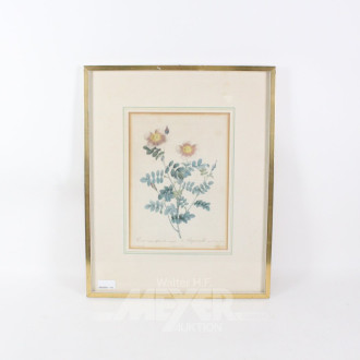 Druckgrafik, botanische Darstellung der 'Rosa pimpinellifolia'