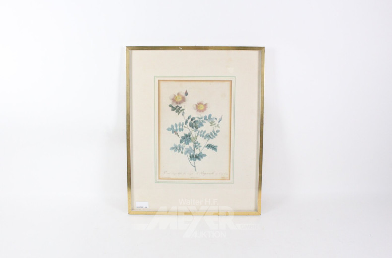 Druckgrafik, botanische Darstellung der 'Rosa pimpinellifolia'