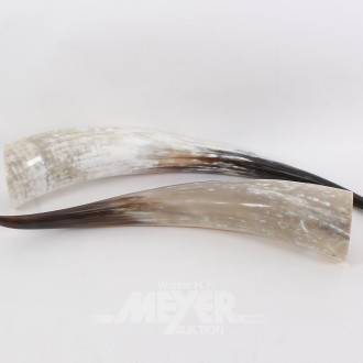 2 große Trinkhörner, ca. 50 u. 60 cm