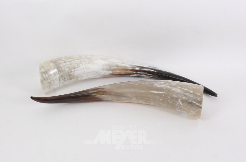 2 große Trinkhörner, ca. 50 u. 60 cm