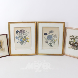 kl. Posten versch. Bilder u.a. Pflanzendarstellungen, Einzelrahmung