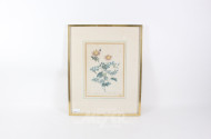 Druckgrafik, botanische Darstellung der 'Rosa pimpinellifolia'