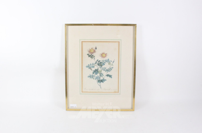 Druckgrafik, botanische Darstellung der 'Rosa pimpinellifolia'