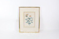 Druckgrafik, botanische Darstellung der 'Rosa pimpinellifolia'