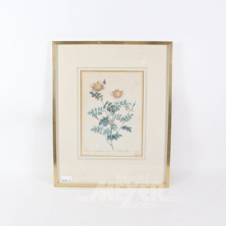 Druckgrafik, botanische Darstellung der 'Rosa pimpinellifolia'