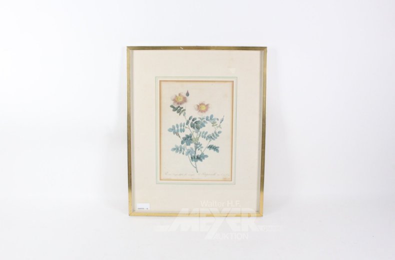 Druckgrafik, botanische Darstellung der 'Rosa pimpinellifolia'