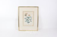 Druckgrafik, botanische Darstellung der 'Rosa pimpinellifolia'