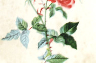 Stoffbild ''Rose''