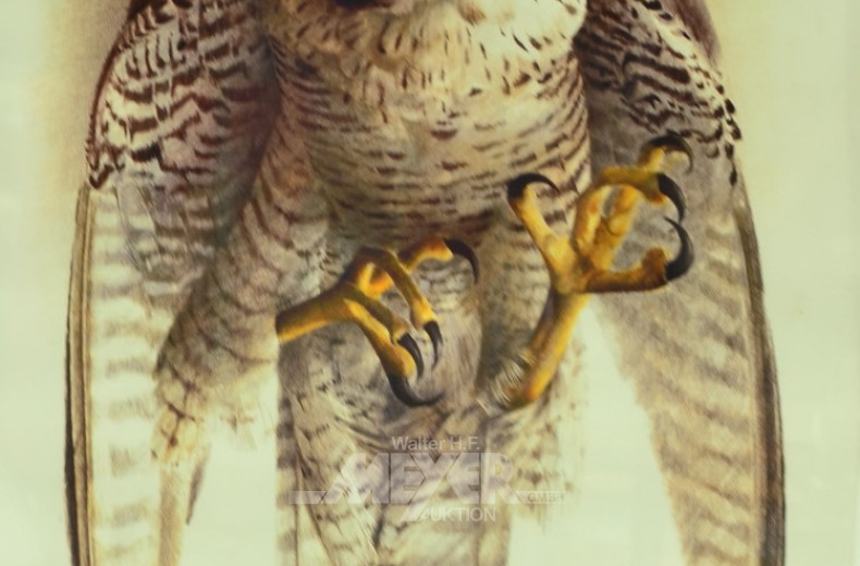 Druck ''Greifvogel''