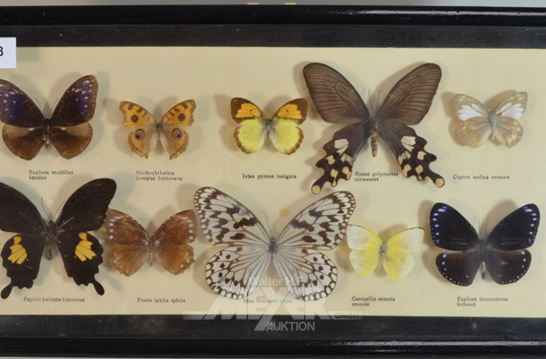 Schaukasten mit div. Schmetterlingen,