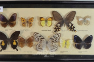 Schaukasten mit div. Schmetterlingen,