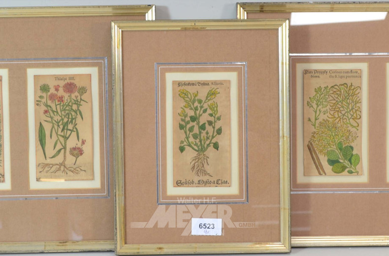 9 antiquarische Pflanzenstiche,