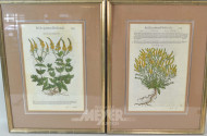 9 antiquarische Pflanzenstiche,