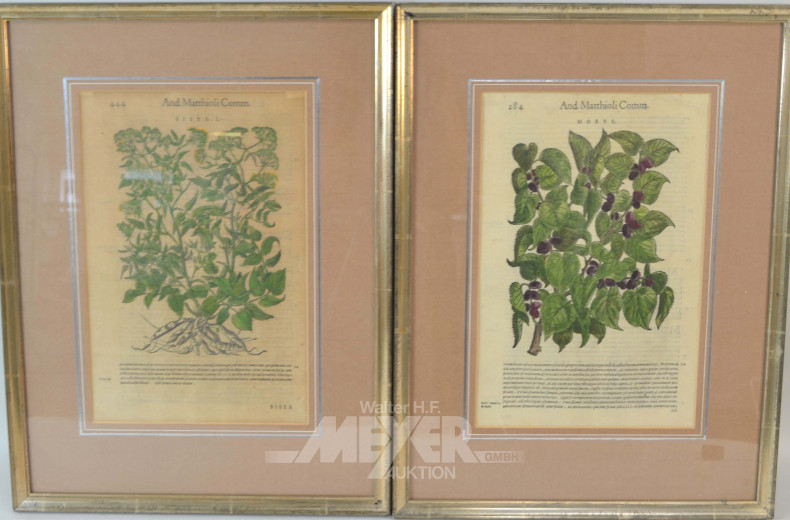 9 antiquarische Pflanzenstiche,