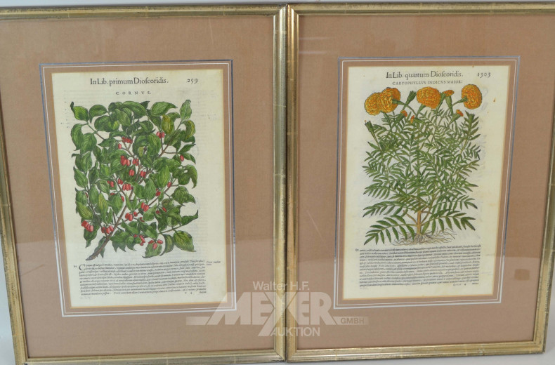 9 antiquarische Pflanzenstiche,