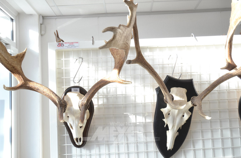 5 versch. Hirschgeweihe