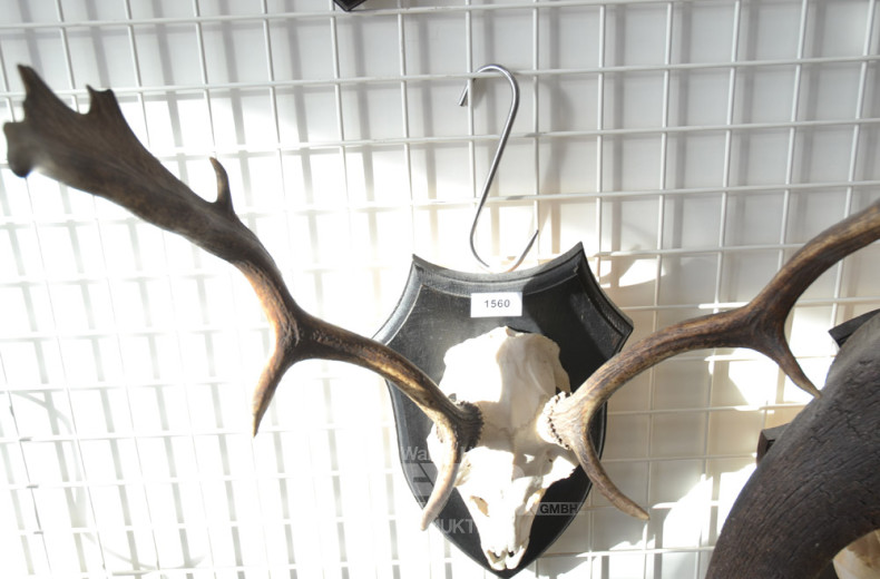 5 versch. Hirschgeweihe