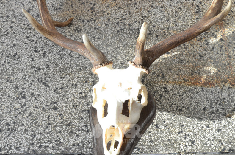 5 versch. Hirschgeweihe