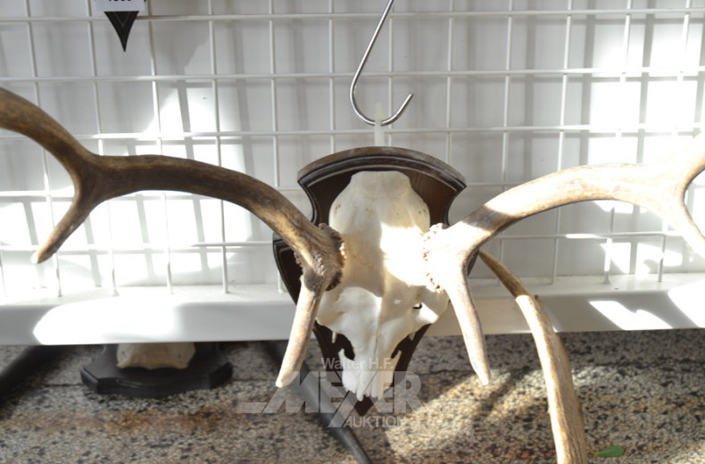 5 versch. Hirschgeweihe