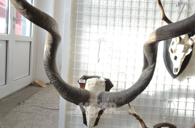 gr. Kudugeweih-Hörner