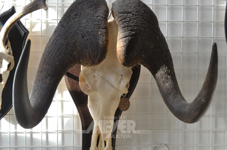 gr. Wasserbüffelgeweih-Hörner