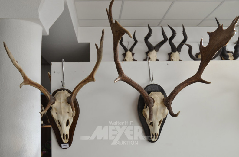 4 Hirschgeweihe