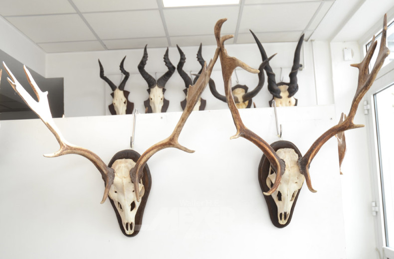 4 Hirschgeweihe